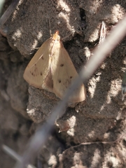 Achyra nudalis