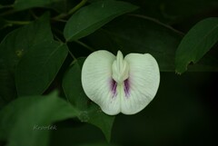 Centrosema pubescens