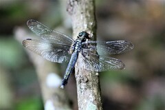 Orthetrum triangulare