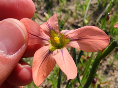 Moraea flaccida