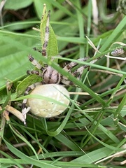 Araneus quadratus