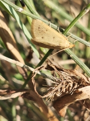 Achyra nudalis