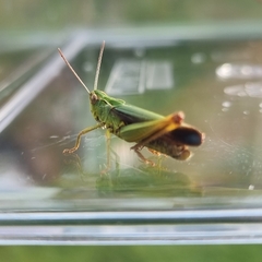 Omocestus viridulus