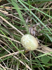Araneus quadratus