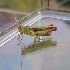 Omocestus viridulus
