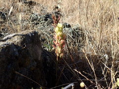 Castilleja affinis neglecta