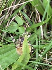Araneus quadratus