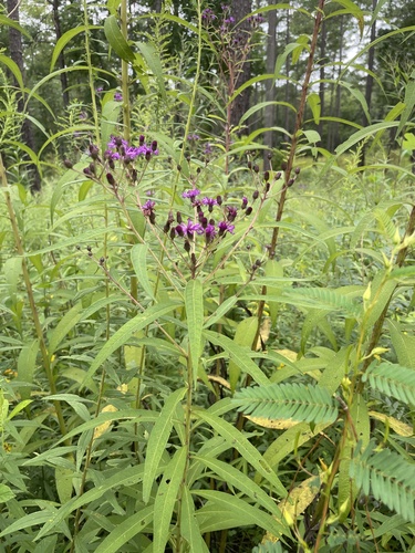 Vernonia gigantea
