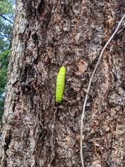 Antheraea polyphemus