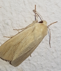 Mythimna
