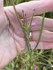 Epilobium parviflorum