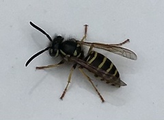 Vespula maculifrons