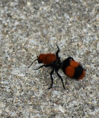 Dasymutilla occidentalis