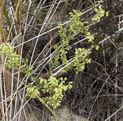 Artemisia campestris