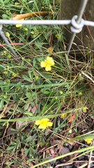 Potentilla erecta