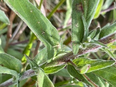 Epilobium parviflorum