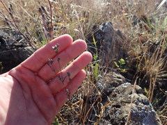 Hesperolinon congestum