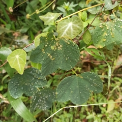 Passifloraceae