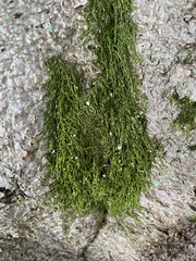 Pseudanomodon attenuatus