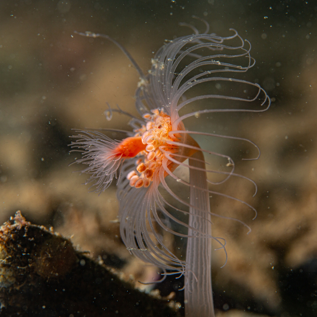 Athecate Hydroids