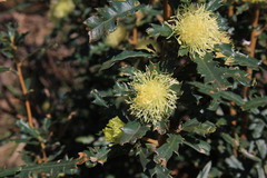 Banksia squarrosa