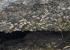 Semibalanus balanoides