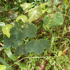 Passifloraceae