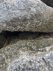 Semibalanus balanoides