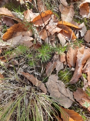 Ionactis linariifolia