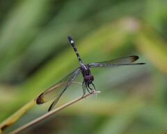 Dythemis velox