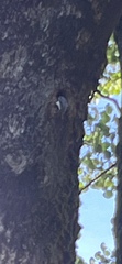 Sitta europaea