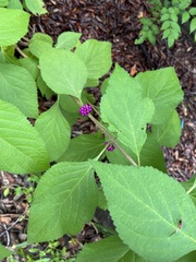 Callicarpa americana