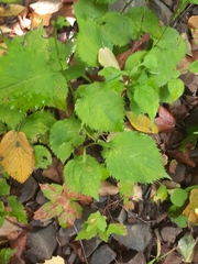 Solidago flexicaulis