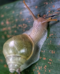 Amphidromus atricallosus