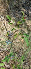 Berberis aquifolium