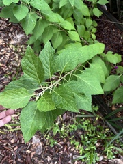 Callicarpa americana