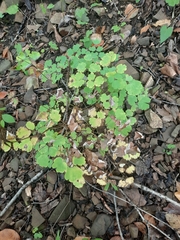 Thalictrum dioicum