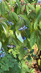 Cornus amomum