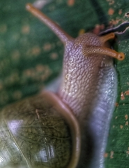 Amphidromus atricallosus