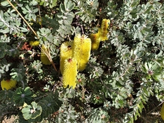 Banksia
