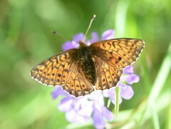 Boloria