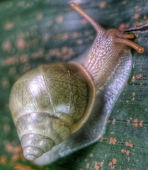Amphidromus atricallosus