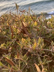 Periploca laevigata angustifolia