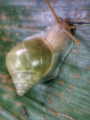Amphidromus atricallosus