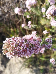 Agathosma capensis