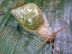 Amphidromus atricallosus