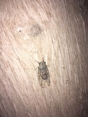 Cicada mordoganensis