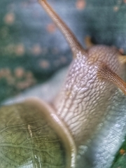 Amphidromus atricallosus