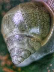 Amphidromus atricallosus