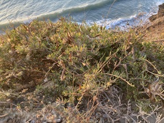 Periploca laevigata angustifolia